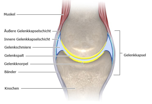 Aufbau eines Gelenks mit Beschriftung, um Arthrose zu erklären 