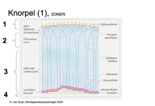 Aufbau eines Knorpels zur Erklärung des Knorperverschleiß bei Arthrose